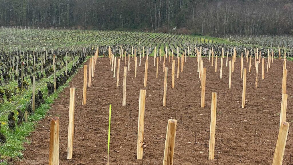Weinbaupfähle