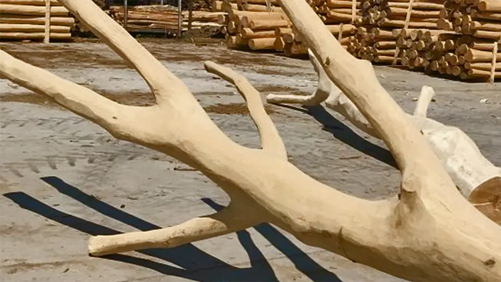 Kletterbäume Robinie