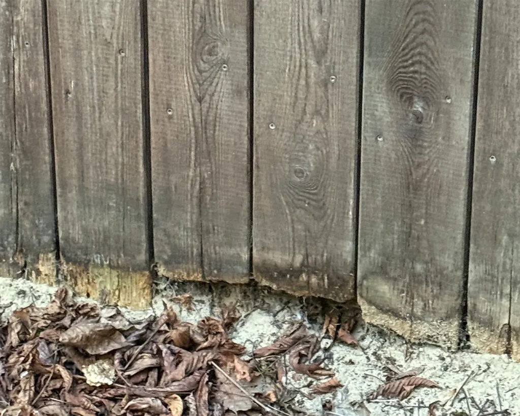 Q Timber Holzfaeule Uebergang Boden Luft