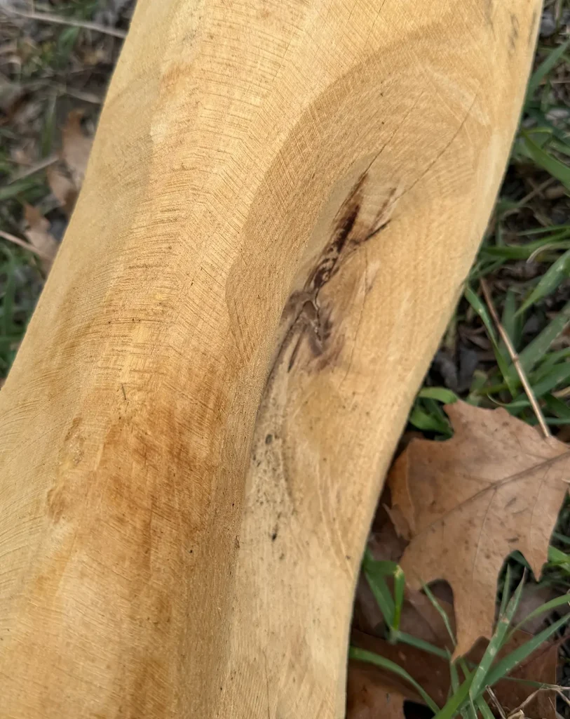 Q Timber Robinienhholz Rundholz aus Robinie Faulstelle