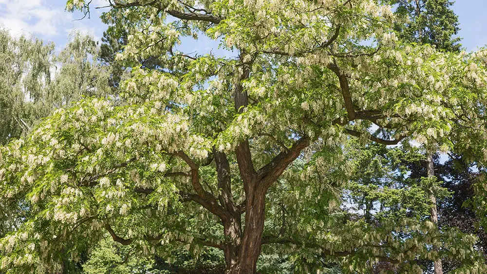 Q Timber Robinienholz Robinie Baumkrone