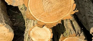 Q Timber Robinienholz Splintholz Kernholz Robinie Robinienstamm