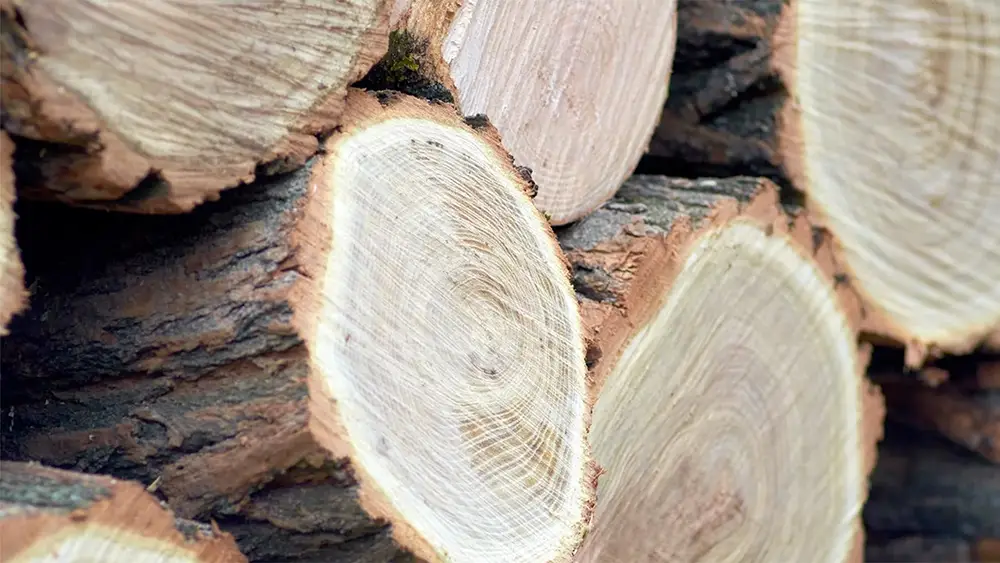 Q Timber Robinienholz Stammware Robinie mit Rinde