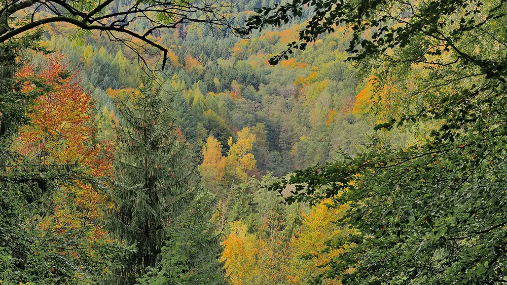 Q Timber Robinienholz Wald