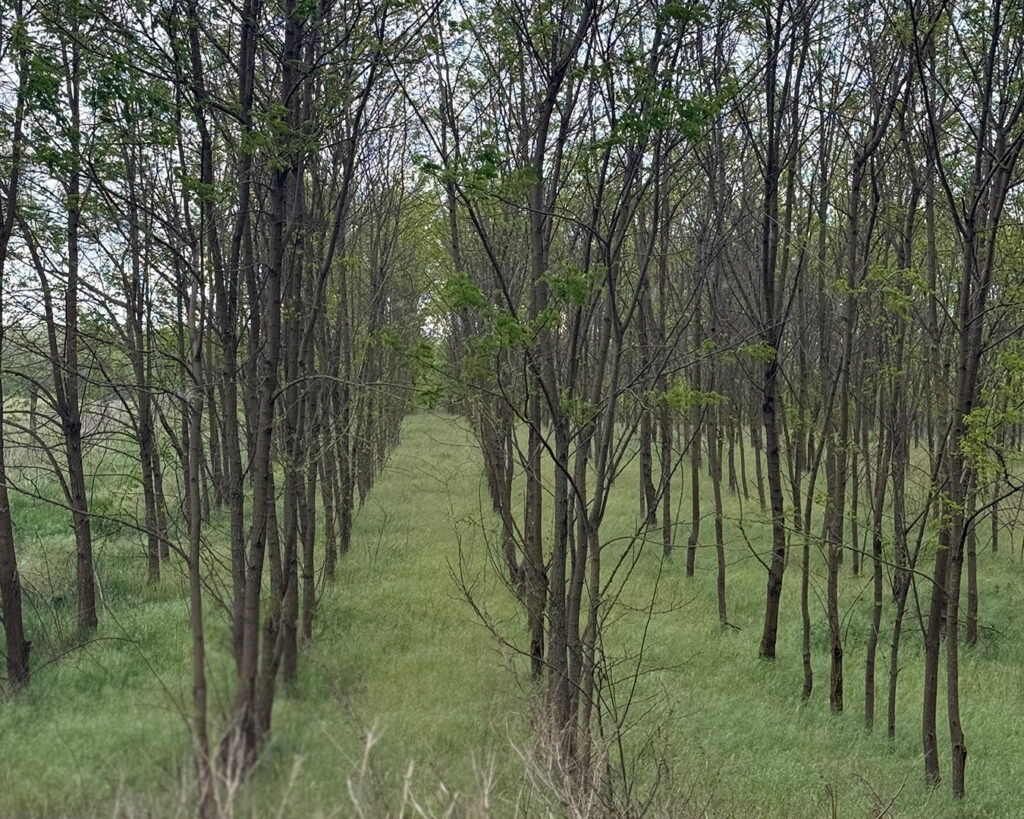 Q Timber Ungarn Robinienplantage