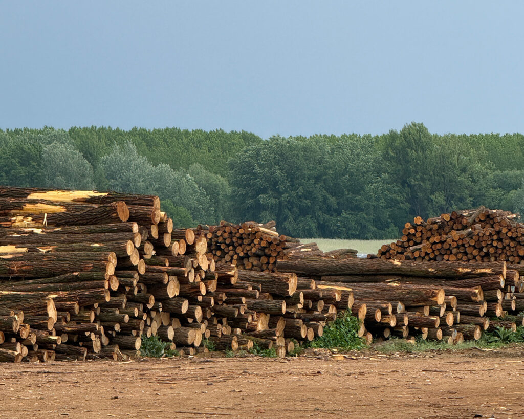 Robinienholz Stammware Q Timber Ungarn